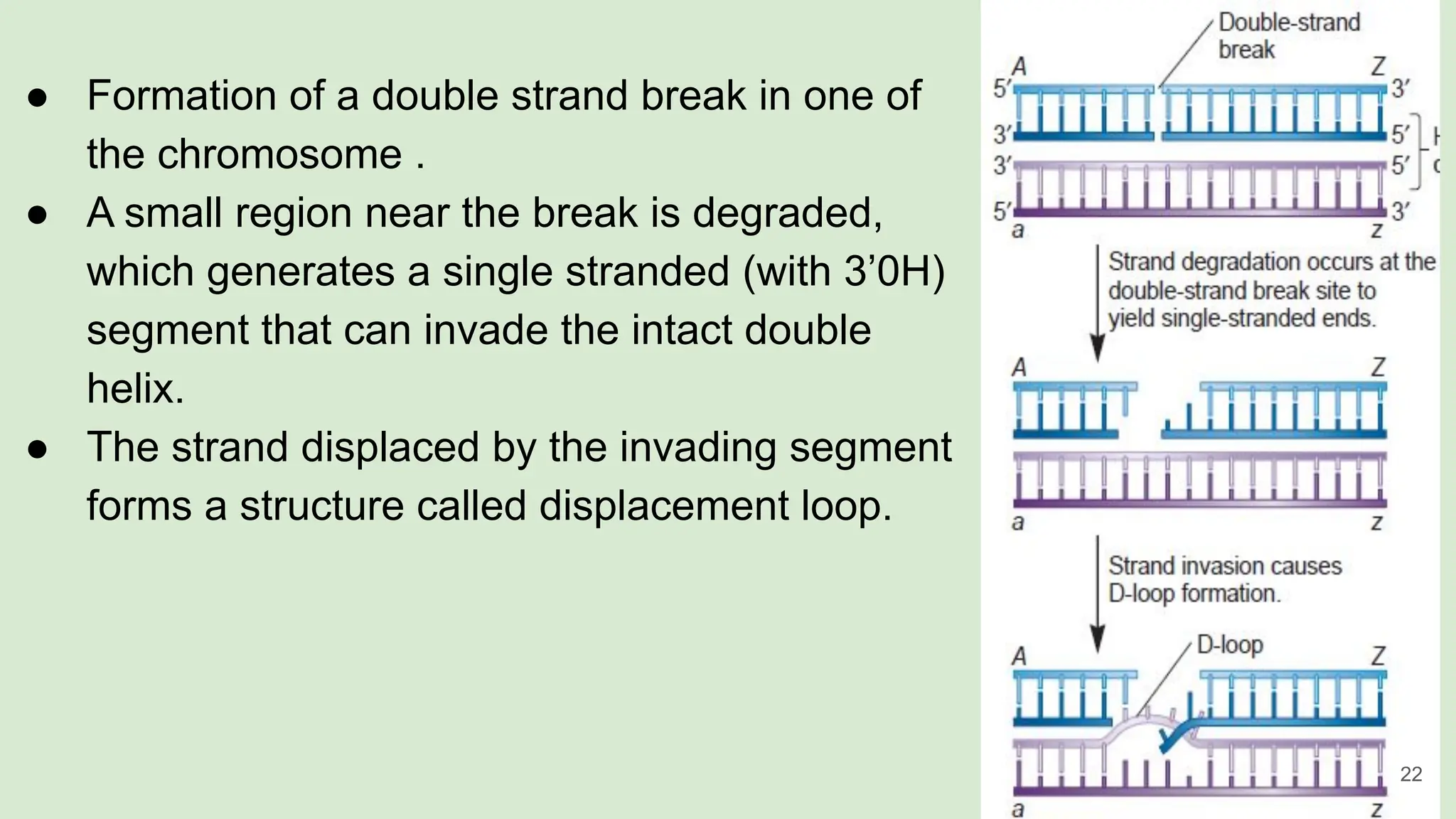 ● Formation of a double strand break in one of
the chromosome .
● A small region near the break is degraded,
which generates a single stranded (with 3’0H)
segment that can invade the intact double
helix.
● The strand displaced by the invading segment
forms a structure called displacement loop.
22
 