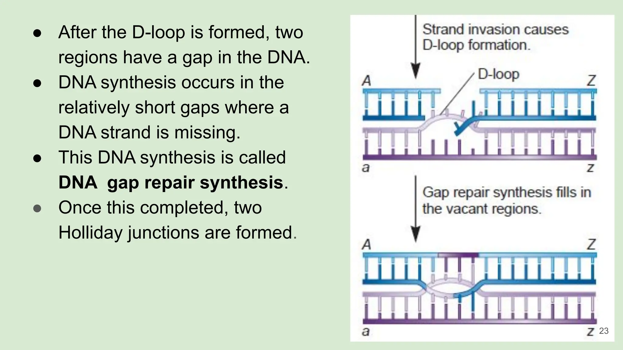 ● After the D-loop is formed, two
regions have a gap in the DNA.
● DNA synthesis occurs in the
relatively short gaps where a
DNA strand is missing.
● This DNA synthesis is called
DNA gap repair synthesis.
● Once this completed, two
Holliday junctions are formed.
23
 