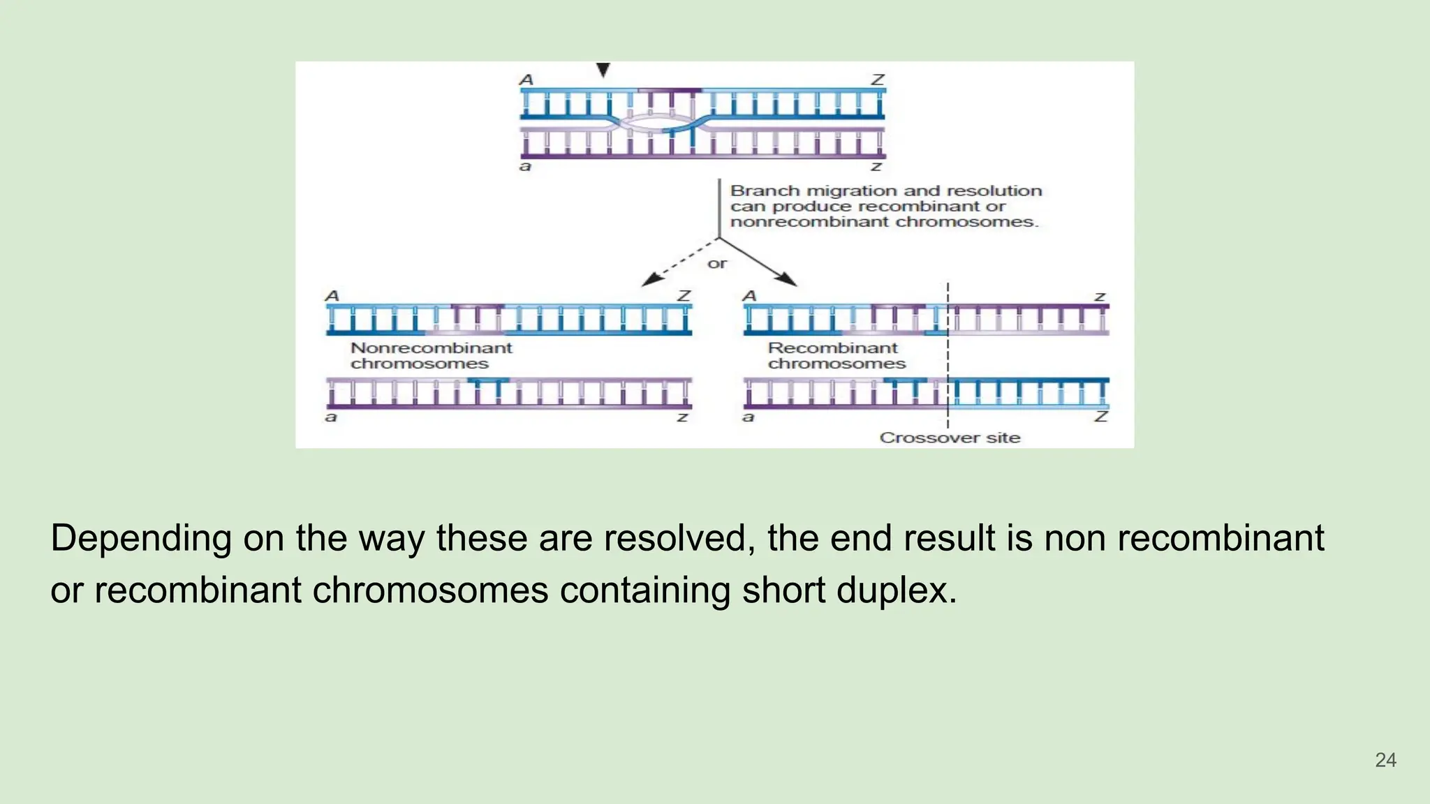 Depending on the way these are resolved, the end result is non recombinant
or recombinant chromosomes containing short duplex.
24
 