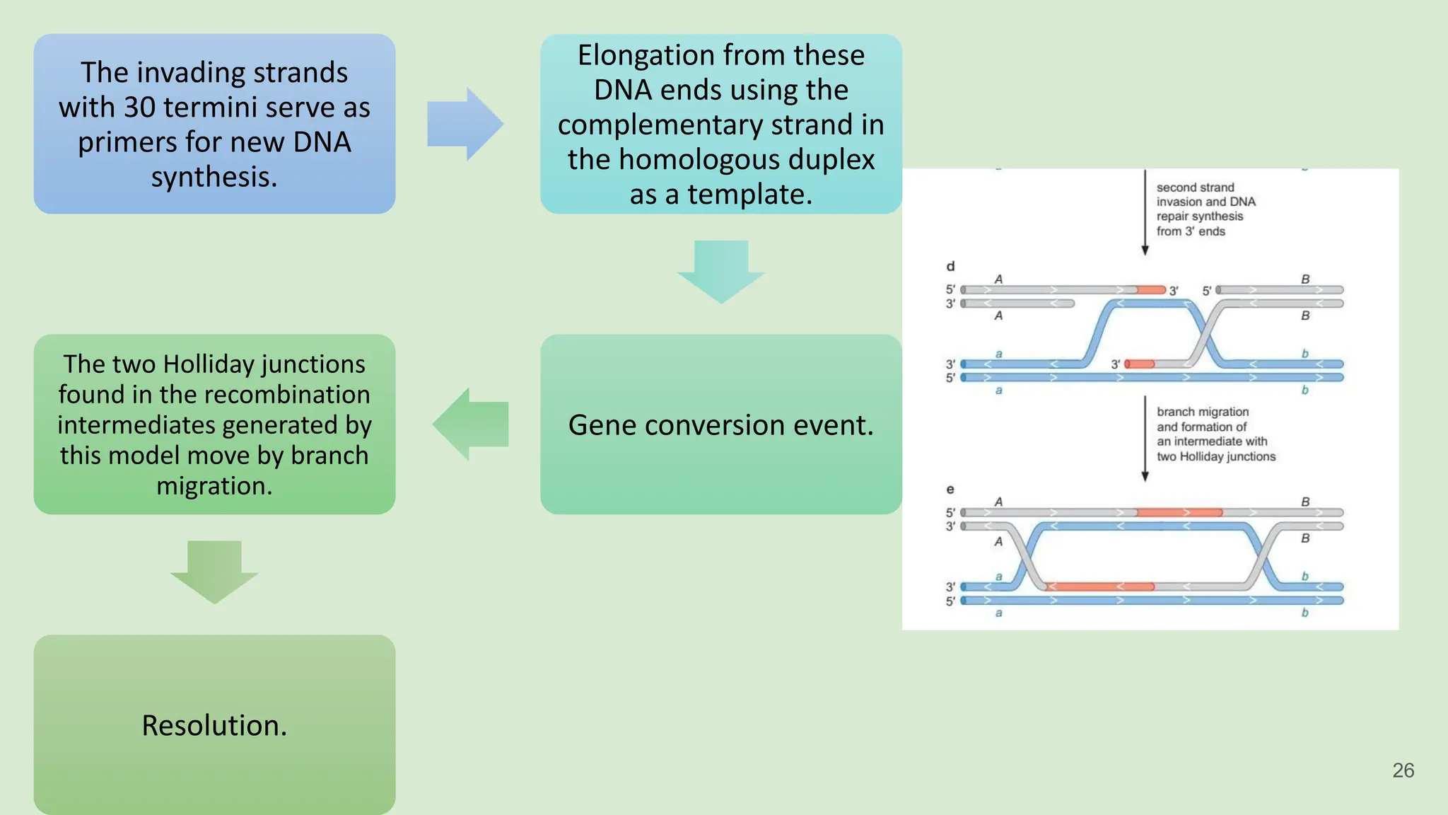 The invading strands
with 30 termini serve as
primers for new DNA
synthesis.
Elongation from these
DNA ends using the
complementary strand in
the homologous duplex
as a template.
Gene conversion event.
The two Holliday junctions
found in the recombination
intermediates generated by
this model move by branch
migration.
Resolution.
26
 