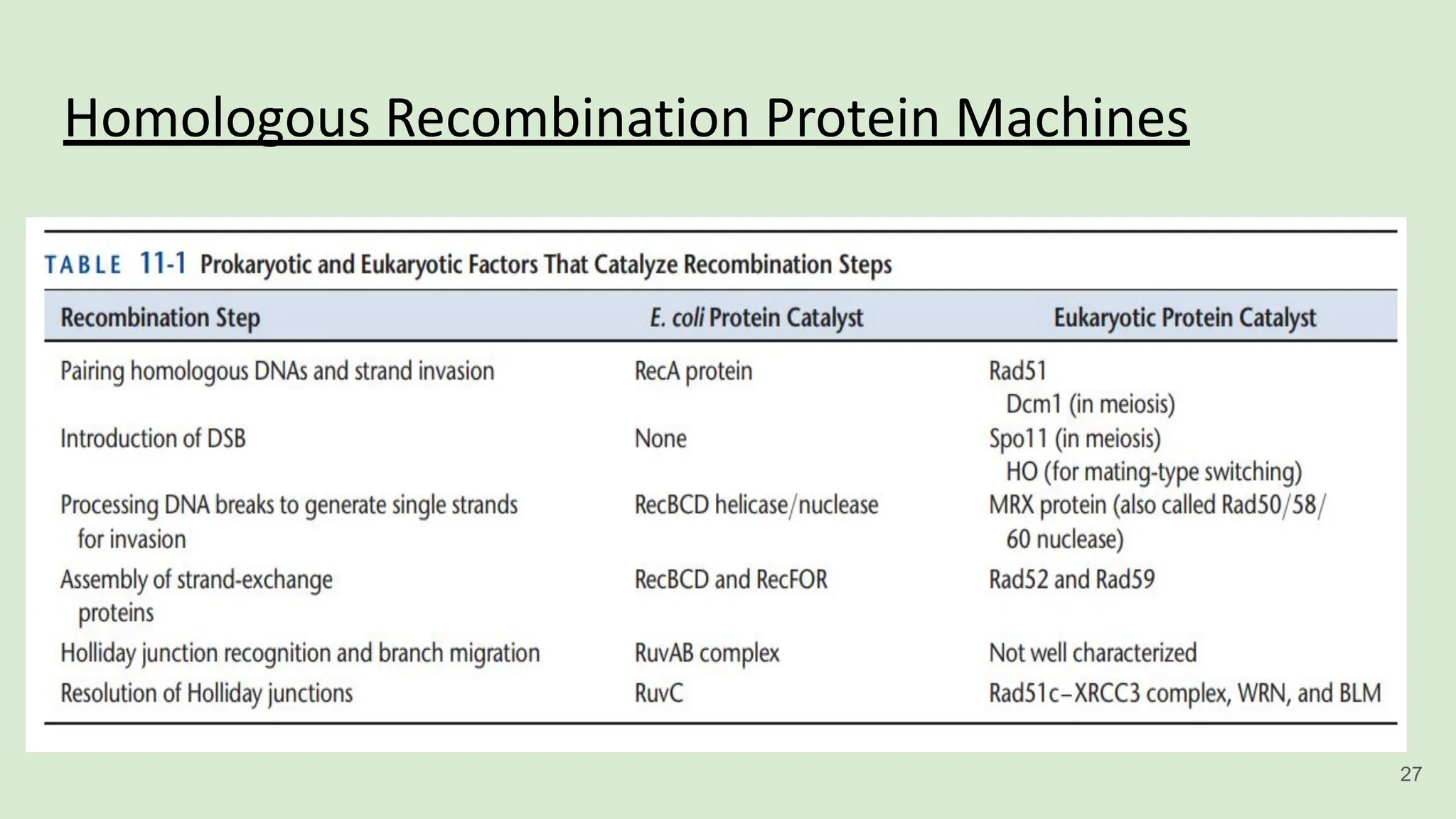 Homologous Recombination Protein Machines
27
 