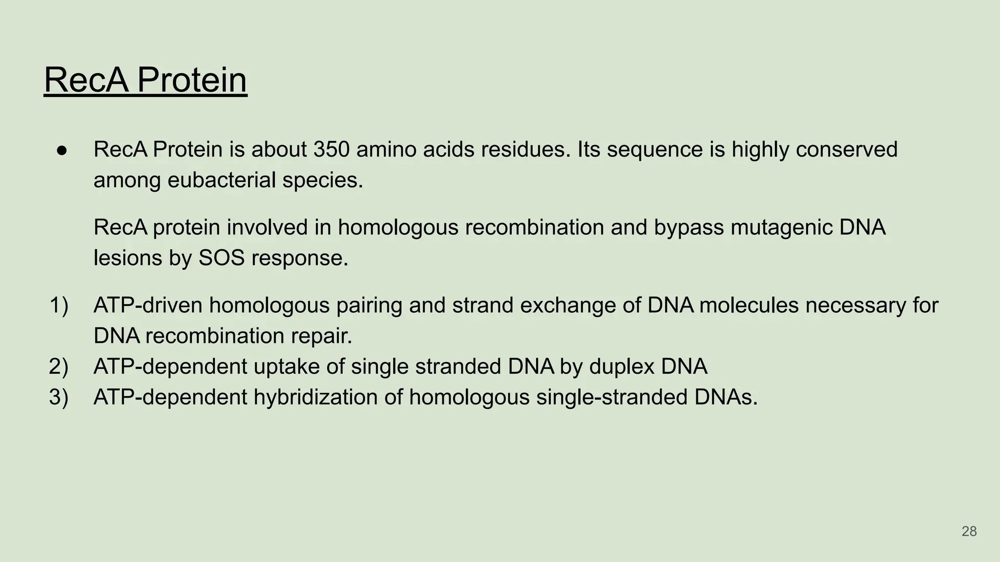 RecA Protein
● RecA Protein is about 350 amino acids residues. Its sequence is highly conserved
among eubacterial species.
RecA protein involved in homologous recombination and bypass mutagenic DNA
lesions by SOS response.
1) ATP-driven homologous pairing and strand exchange of DNA molecules necessary for
DNA recombination repair.
2) ATP-dependent uptake of single stranded DNA by duplex DNA
3) ATP-dependent hybridization of homologous single-stranded DNAs.
28
 