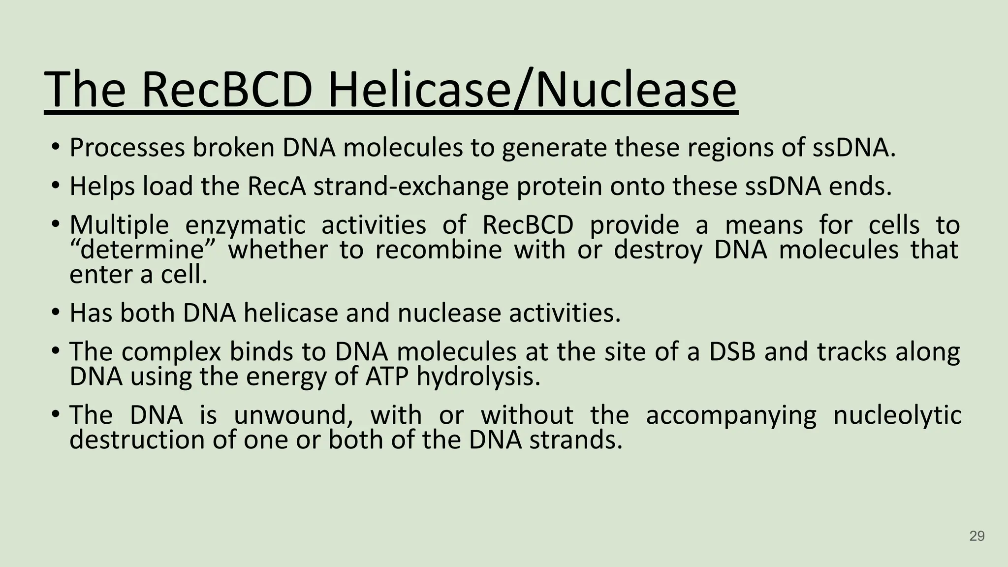 The RecBCD Helicase/Nuclease
• Processes broken DNA molecules to generate these regions of ssDNA.
• Helps load the RecA strand-exchange protein onto these ssDNA ends.
• Multiple enzymatic activities of RecBCD provide a means for cells to
“determine” whether to recombine with or destroy DNA molecules that
enter a cell.
• Has both DNA helicase and nuclease activities.
• The complex binds to DNA molecules at the site of a DSB and tracks along
DNA using the energy of ATP hydrolysis.
• The DNA is unwound, with or without the accompanying nucleolytic
destruction of one or both of the DNA strands.
29
 