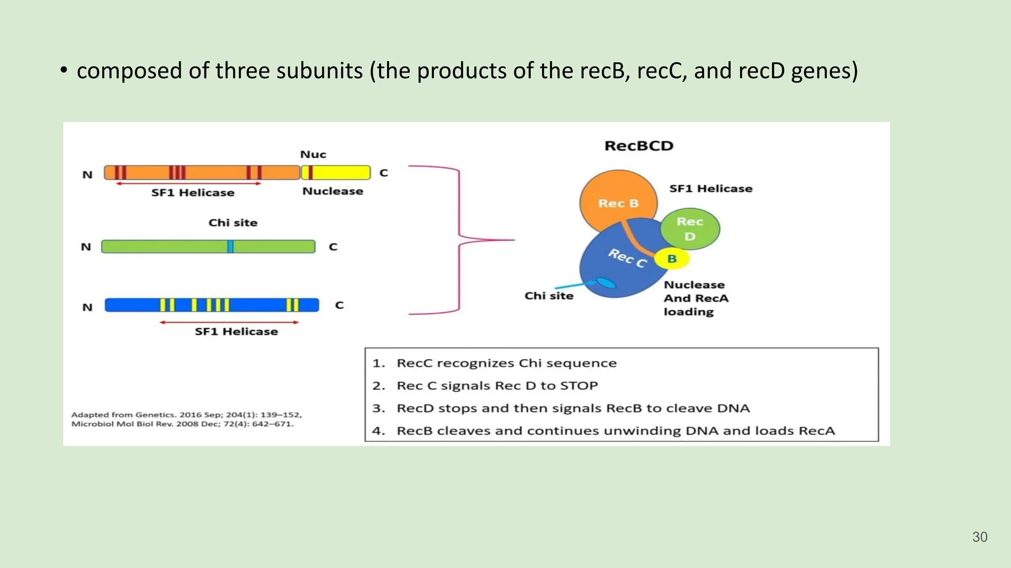 • composed of three subunits (the products of the recB, recC, and recD genes)
30
 