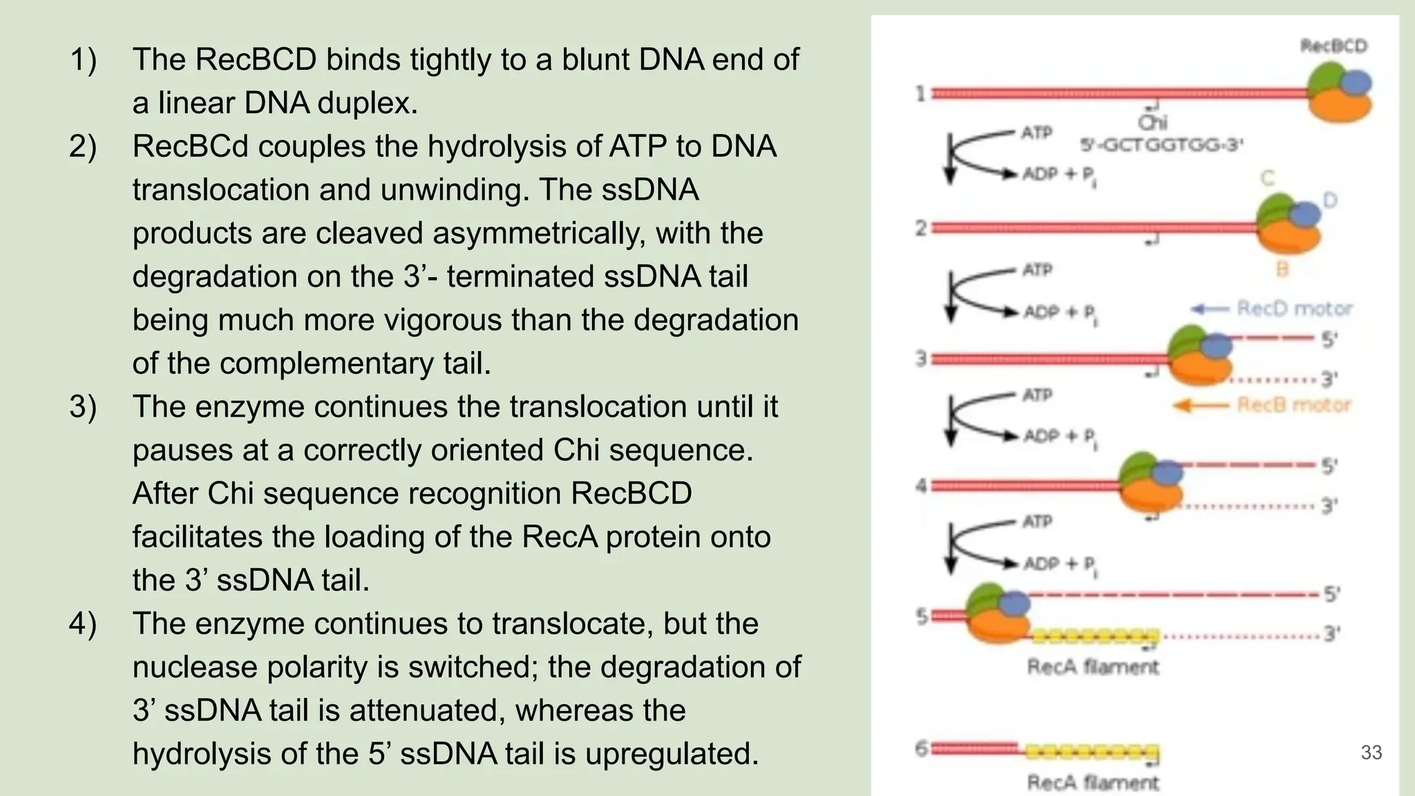 1) The RecBCD binds tightly to a blunt DNA end of
a linear DNA duplex.
2) RecBCd couples the hydrolysis of ATP to DNA
translocation and unwinding. The ssDNA
products are cleaved asymmetrically, with the
degradation on the 3’- terminated ssDNA tail
being much more vigorous than the degradation
of the complementary tail.
3) The enzyme continues the translocation until it
pauses at a correctly oriented Chi sequence.
After Chi sequence recognition RecBCD
facilitates the loading of the RecA protein onto
the 3’ ssDNA tail.
4) The enzyme continues to translocate, but the
nuclease polarity is switched; the degradation of
3’ ssDNA tail is attenuated, whereas the
hydrolysis of the 5’ ssDNA tail is upregulated. 33
 