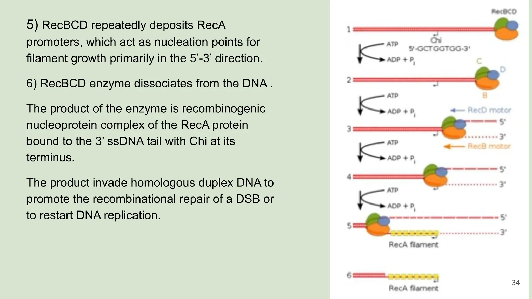 5) RecBCD repeatedly deposits RecA
promoters, which act as nucleation points for
filament growth primarily in the 5’-3’ direction.
6) RecBCD enzyme dissociates from the DNA .
The product of the enzyme is recombinogenic
nucleoprotein complex of the RecA protein
bound to the 3’ ssDNA tail with Chi at its
terminus.
The product invade homologous duplex DNA to
promote the recombinational repair of a DSB or
to restart DNA replication.
34
 