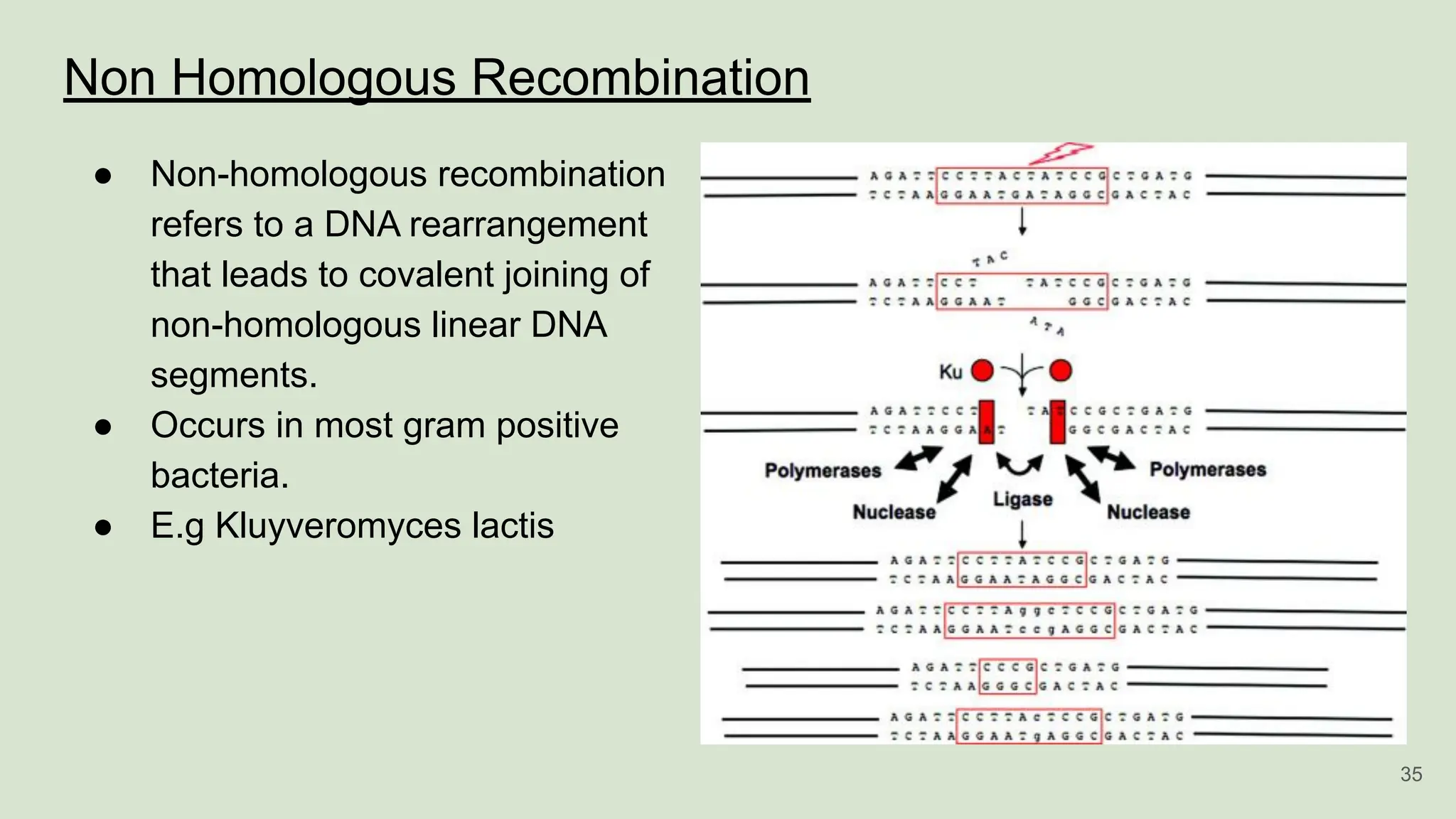 Non Homologous Recombination
● Non-homologous recombination
refers to a DNA rearrangement
that leads to covalent joining of
non-homologous linear DNA
segments.
● Occurs in most gram positive
bacteria.
● E.g Kluyveromyces lactis
35
 