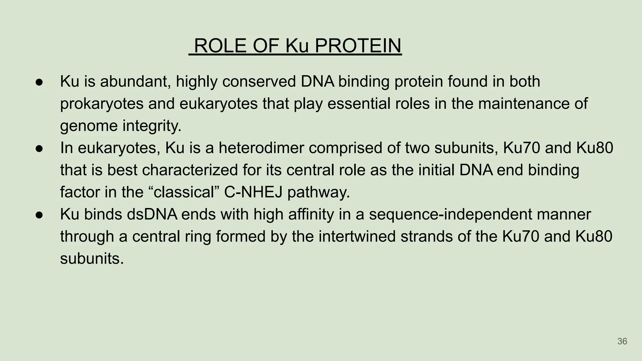ROLE OF Ku PROTEIN
● Ku is abundant, highly conserved DNA binding protein found in both
prokaryotes and eukaryotes that play essential roles in the maintenance of
genome integrity.
● In eukaryotes, Ku is a heterodimer comprised of two subunits, Ku70 and Ku80
that is best characterized for its central role as the initial DNA end binding
factor in the “classical” C-NHEJ pathway.
● Ku binds dsDNA ends with high affinity in a sequence-independent manner
through a central ring formed by the intertwined strands of the Ku70 and Ku80
subunits.
36
 