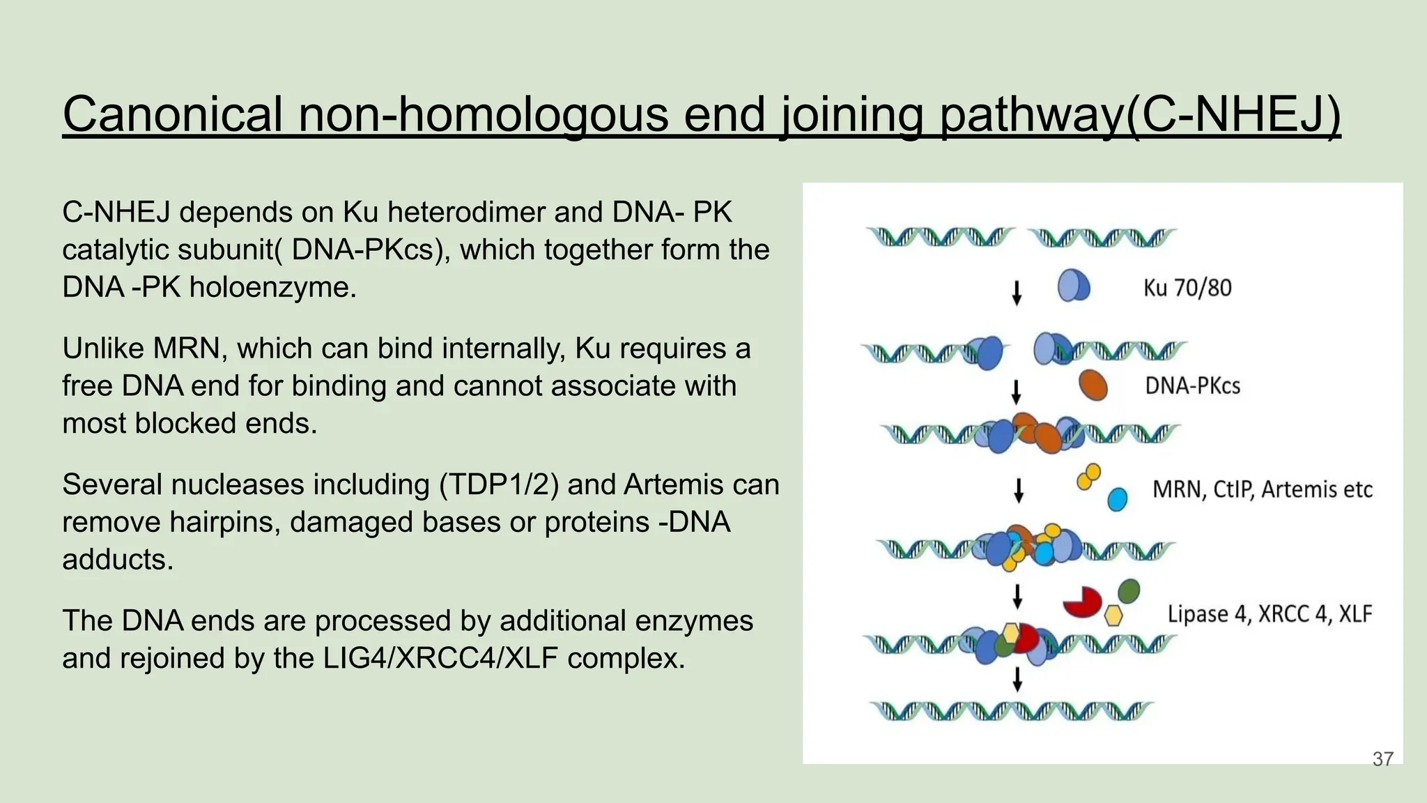 Canonical non-homologous end joining pathway(C-NHEJ)
C-NHEJ depends on Ku heterodimer and DNA- PK
catalytic subunit( DNA-PKcs), which together form the
DNA -PK holoenzyme.
Unlike MRN, which can bind internally, Ku requires a
free DNA end for binding and cannot associate with
most blocked ends.
Several nucleases including (TDP1/2) and Artemis can
remove hairpins, damaged bases or proteins -DNA
adducts.
The DNA ends are processed by additional enzymes
and rejoined by the LIG4/XRCC4/XLF complex.
37
 