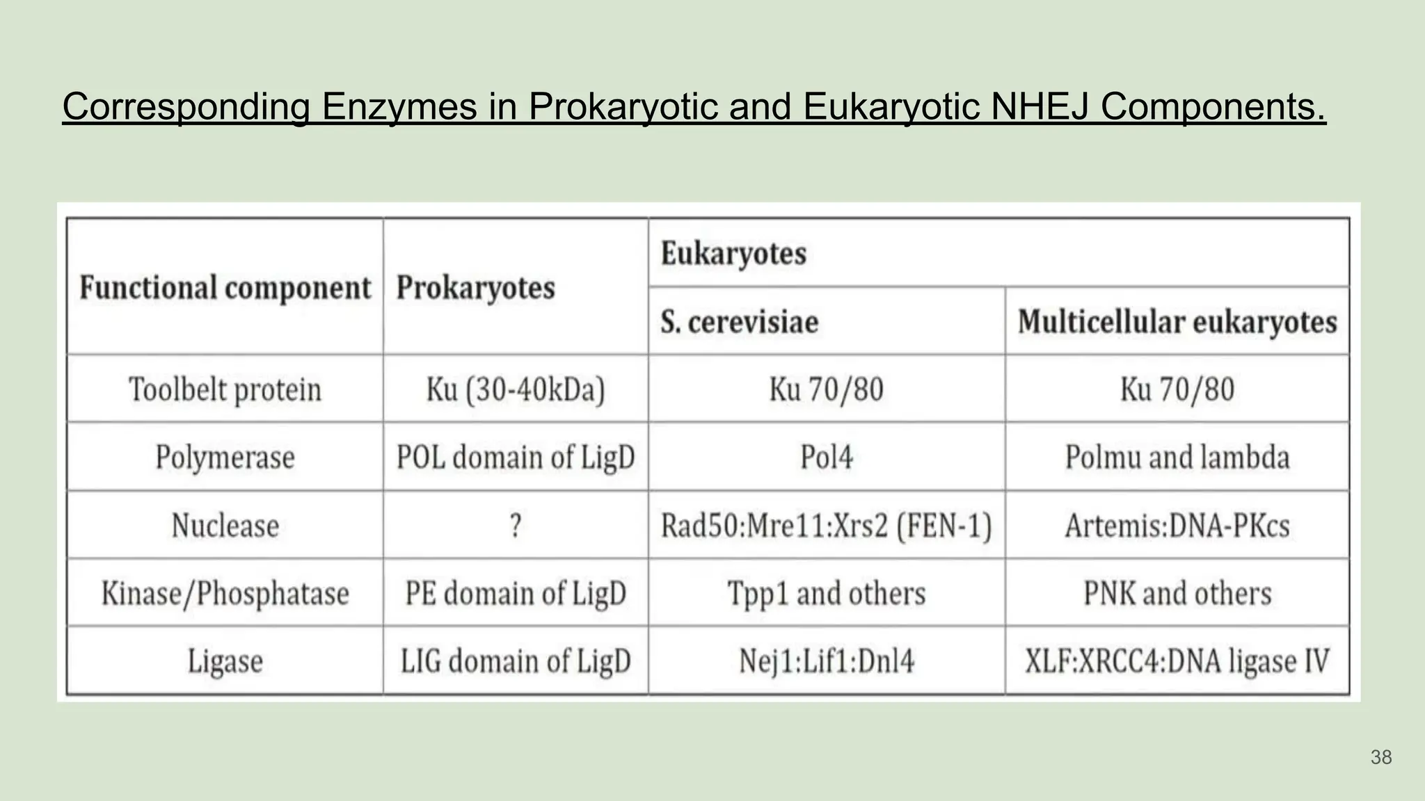 Corresponding Enzymes in Prokaryotic and Eukaryotic NHEJ Components.
38
 