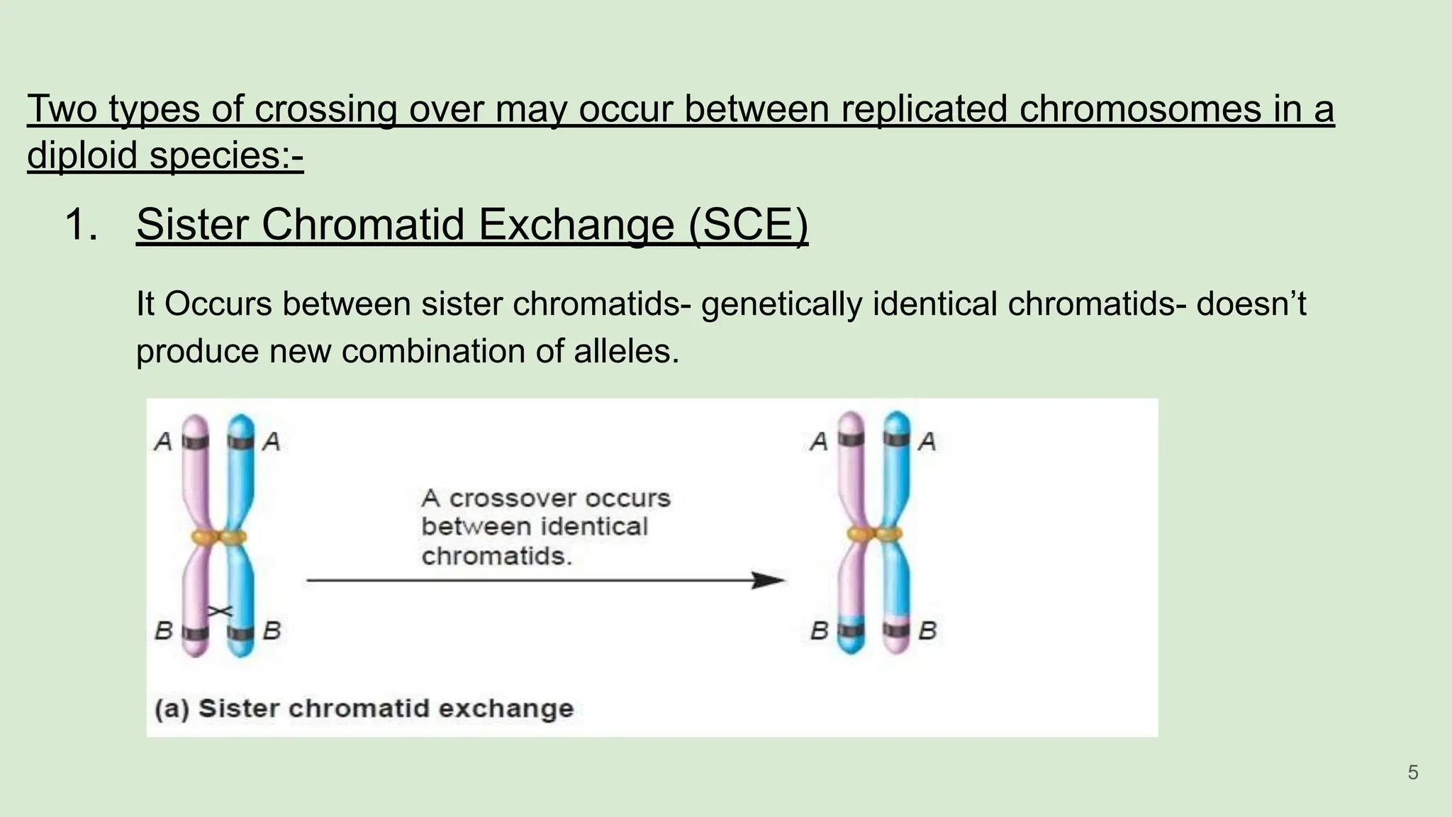 Two types of crossing over may occur between replicated chromosomes in a
diploid species:-
1. Sister Chromatid Exchange (SCE)
It Occurs between sister chromatids- genetically identical chromatids- doesn’t
produce new combination of alleles.
5
 