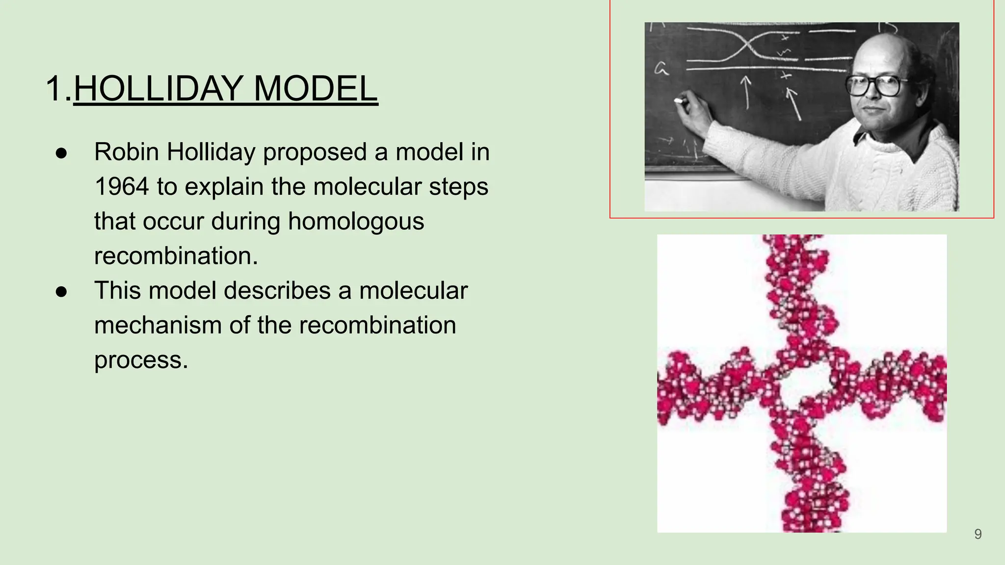 1.HOLLIDAY MODEL
● Robin Holliday proposed a model in
1964 to explain the molecular steps
that occur during homologous
recombination.
● This model describes a molecular
mechanism of the recombination
process.
9
 