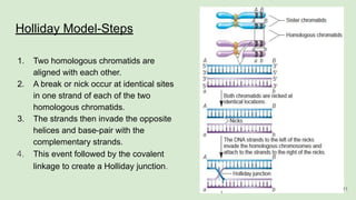 Holliday Model-Steps
1. Two homologous chromatids are
aligned with each other.
2. A break or nick occur at identical sites
in one strand of each of the two
homologous chromatids.
3. The strands then invade the opposite
helices and base-pair with the
complementary strands.
4. This event followed by the covalent
linkage to create a Holliday junction.
11
 
