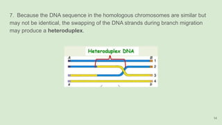 7. Because the DNA sequence in the homologous chromosomes are similar but
may not be identical, the swapping of the DNA strands during branch migration
may produce a heteroduplex.
14
 