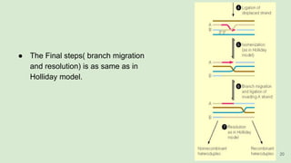● The Final steps( branch migration
and resolution) is as same as in
Holliday model.
20
 