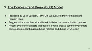 3. The Double strand Break (DSB) Model
● Proposed by Jack Szostak, Terry Orr-Weaver, Rodney Rothstein and
Franklin Stahl.
● Suggests that a double- strand break initiates the recombination process.
● Recent evidence suggests that double- strand breaks commonly promote
homologous recombination during meiosis and during DNA repair.
21
 