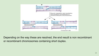 Depending on the way these are resolved, the end result is non recombinant
or recombinant chromosomes containing short duplex.
24
 