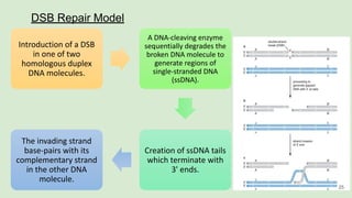 DSB Repair Model
A DNA-cleaving enzyme
sequentially degrades the
broken DNA molecule to
generate regions of
single-stranded DNA
(ssDNA).
Creation of ssDNA tails
which terminate with
3' ends.
The invading strand
base-pairs with its
complementary strand
in the other DNA
molecule.
Introduction of a DSB
in one of two
homologous duplex
DNA molecules.
25
 