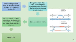 The invading strands
with 30 termini serve as
primers for new DNA
synthesis.
Elongation from these
DNA ends using the
complementary strand in
the homologous duplex
as a template.
Gene conversion event.
The two Holliday junctions
found in the recombination
intermediates generated by
this model move by branch
migration.
Resolution.
26
 