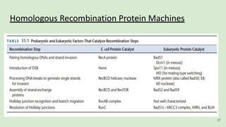 Homologous Recombination Protein Machines
27
 