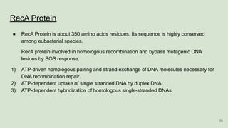 RecA Protein
● RecA Protein is about 350 amino acids residues. Its sequence is highly conserved
among eubacterial species.
RecA protein involved in homologous recombination and bypass mutagenic DNA
lesions by SOS response.
1) ATP-driven homologous pairing and strand exchange of DNA molecules necessary for
DNA recombination repair.
2) ATP-dependent uptake of single stranded DNA by duplex DNA
3) ATP-dependent hybridization of homologous single-stranded DNAs.
28
 