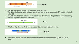 ● The Rec B protein contains 1180 residues and is modular .
● The N terminal contains the helicase activity and has seven characteristic SF1 motifs 1,1a, 2, 3,
4,5 and 6
● The C terminal domain contains nucleases motifs. “Nuc” marks the position of nuclease activity
contains aspartate and lysine residues.
● The Rec C protein has 1122 aa residues and contains chi recognition site.
● The Rec D protein with 608 aa residues has SF1 seven helicase motifs. (1, 1a, 2, 3, 4, 5
and6 )
Rec B
Rec C
Rec D
31
 