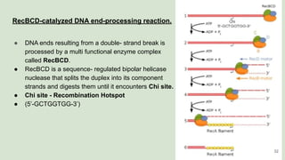 RecBCD-catalyzed DNA end-processing reaction.
● DNA ends resulting from a double- strand break is
processed by a multi functional enzyme complex
called RecBCD.
● RecBCD is a sequence- regulated bipolar helicase
nuclease that splits the duplex into its component
strands and digests them until it encounters Chi site.
● Chi site - Recombination Hotspot
● (5’-GCTGGTGG-3’)
32
 
