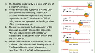 1) The RecBCD binds tightly to a blunt DNA end of
a linear DNA duplex.
2) RecBCd couples the hydrolysis of ATP to DNA
translocation and unwinding. The ssDNA
products are cleaved asymmetrically, with the
degradation on the 3’- terminated ssDNA tail
being much more vigorous than the degradation
of the complementary tail.
3) The enzyme continues the translocation until it
pauses at a correctly oriented Chi sequence.
After Chi sequence recognition RecBCD
facilitates the loading of the RecA protein onto
the 3’ ssDNA tail.
4) The enzyme continues to translocate, but the
nuclease polarity is switched; the degradation of
3’ ssDNA tail is attenuated, whereas the
hydrolysis of the 5’ ssDNA tail is upregulated. 33
 