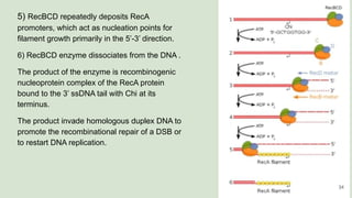 5) RecBCD repeatedly deposits RecA
promoters, which act as nucleation points for
filament growth primarily in the 5’-3’ direction.
6) RecBCD enzyme dissociates from the DNA .
The product of the enzyme is recombinogenic
nucleoprotein complex of the RecA protein
bound to the 3’ ssDNA tail with Chi at its
terminus.
The product invade homologous duplex DNA to
promote the recombinational repair of a DSB or
to restart DNA replication.
34
 