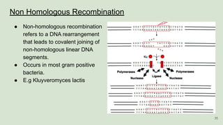 Non Homologous Recombination
● Non-homologous recombination
refers to a DNA rearrangement
that leads to covalent joining of
non-homologous linear DNA
segments.
● Occurs in most gram positive
bacteria.
● E.g Kluyveromyces lactis
35
 