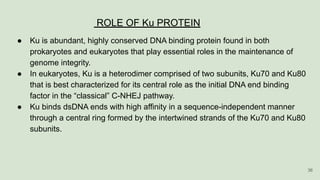 ROLE OF Ku PROTEIN
● Ku is abundant, highly conserved DNA binding protein found in both
prokaryotes and eukaryotes that play essential roles in the maintenance of
genome integrity.
● In eukaryotes, Ku is a heterodimer comprised of two subunits, Ku70 and Ku80
that is best characterized for its central role as the initial DNA end binding
factor in the “classical” C-NHEJ pathway.
● Ku binds dsDNA ends with high affinity in a sequence-independent manner
through a central ring formed by the intertwined strands of the Ku70 and Ku80
subunits.
36
 