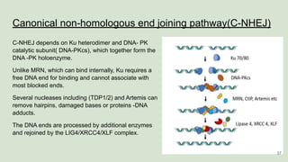 Canonical non-homologous end joining pathway(C-NHEJ)
C-NHEJ depends on Ku heterodimer and DNA- PK
catalytic subunit( DNA-PKcs), which together form the
DNA -PK holoenzyme.
Unlike MRN, which can bind internally, Ku requires a
free DNA end for binding and cannot associate with
most blocked ends.
Several nucleases including (TDP1/2) and Artemis can
remove hairpins, damaged bases or proteins -DNA
adducts.
The DNA ends are processed by additional enzymes
and rejoined by the LIG4/XRCC4/XLF complex.
37
 