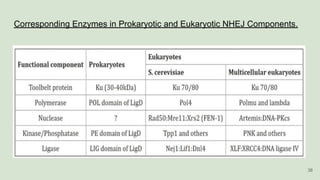 Corresponding Enzymes in Prokaryotic and Eukaryotic NHEJ Components.
38
 