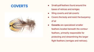Rectrices avian feathers, note on structure of quill feathers, types of feathers ...