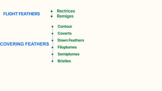 Rectrices avian feathers, note on structure of quill feathers, types of feathers ...