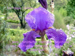 Un toque  violeta... ...para transmutar energias  negativas en positivas y reforzar el camino espiritual. 