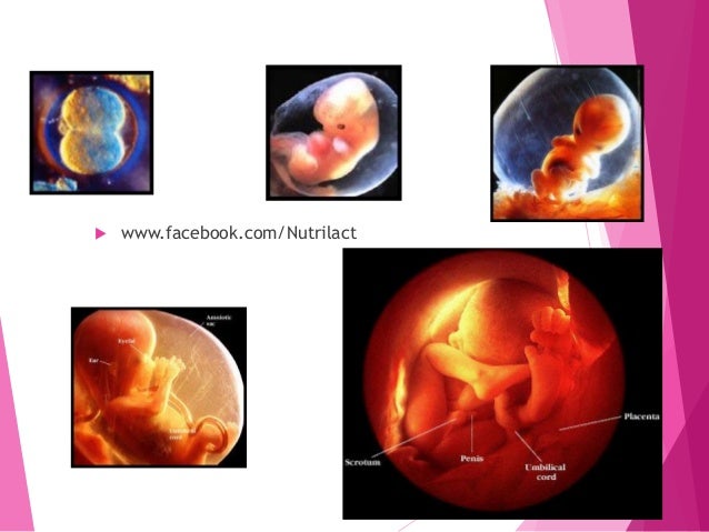 Untuk ibu antenatal anemia semasa mengandung jess wong hui 