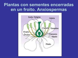 Plantas con sementes encerradas en un froito. Anxiospermas 