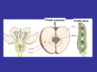 Froito carnoso Froito seco 