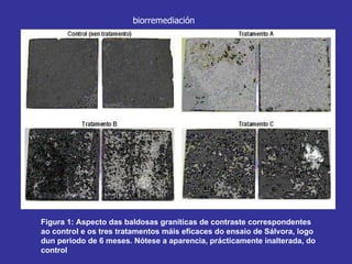                                                                                                                    Figura 1: Aspecto das baldosas graníticas de contraste correspondentes ao control e os tres tratamentos máis eficaces do ensaio de Sálvora, logo dun periodo de 6 meses. Nótese a aparencia, prácticamente inalterada, do control  biorremediación 
