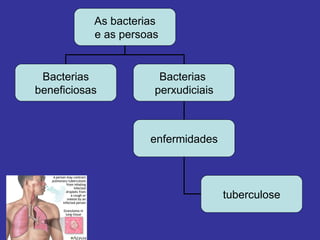 As bacterias e as persoas Bacterias beneficiosas Bacterias  perxudiciais enfermidades tuberculose 