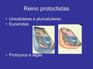 Reino protoctistas Unicelulares e pluricelulares Eucariotas Protozoos e algas 