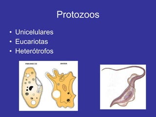 Protozoos Unicelulares Eucariotas Heterótrofos 