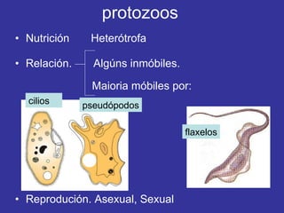 protozoos Nutrición  Heterótrofa Relación.  Algúns inmóbiles.  Maioria móbiles por: Reprodución. Asexual, Sexual cilios pseudópodos flaxelos 