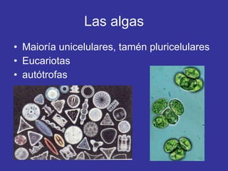 Las algas Maioría unicelulares, tamén pluricelulares Eucariotas autótrofas   
