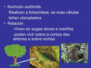 Nutrición autótrofa.   Realizan a fotosíntese, as súas células  teñen cloroplastos Relación. -Viven en augas doces e mariñas -poden vivir sobre a cortiza das  árbores e sobre rochas 