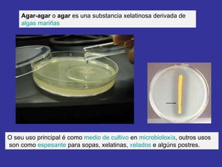 Agar-agar  o  agar  es una substancia xelatinosa derivada de  algas mariñas O seu uso principal é como  medio de cultivo  en  microbioloxía , outros usos son como  espesante  para sopas, xelatinas,  x elados  e algúns postres. 