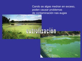 Cando as algas medran en exceso,  poden causar problemas  de contaminación nas augas eutrofización 