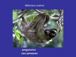 preguiceiro Melursus ursinus   oso perezoso   
