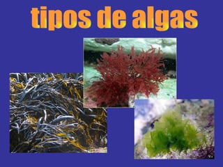 tipos de algas 